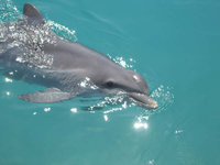dauphins (16)