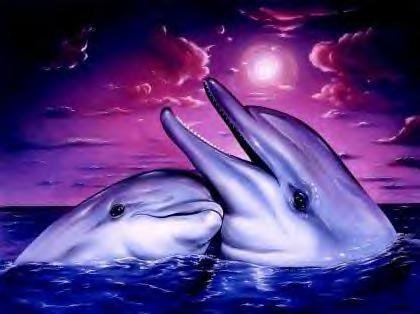 dauphins (12)