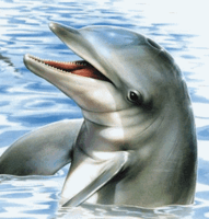 dauphins (37)