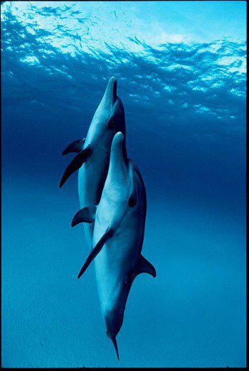 dauphins (20)