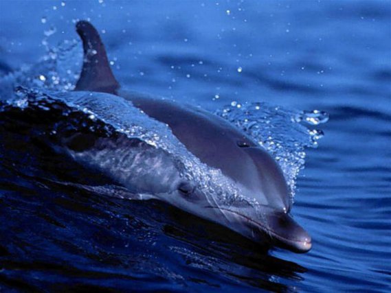 dauphins (24)
