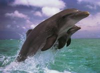dauphins (26)