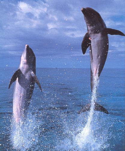 dauphins (30)