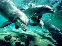 dauphins (25)