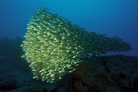 corail (29)