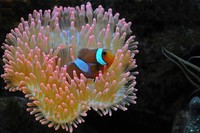 corail (78)