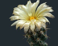 cactus (16)