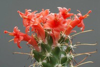 cactus (21)
