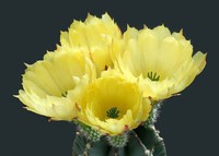 cactus (23)