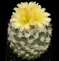 cactus (27)