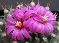 cactus (29)
