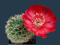 cactus (30)
