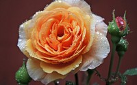 roses01 (16)