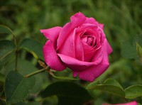 roses01 (23)