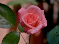 roses01 (13)