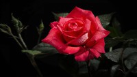 roses01 (28)