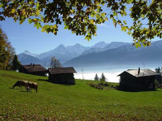 suisse (19)