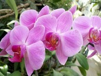 orchidee04 (13)