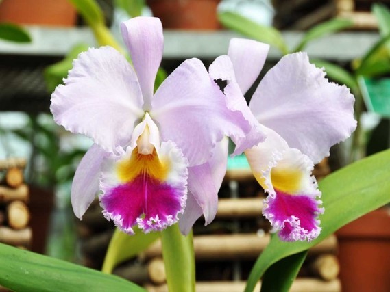 orchidee04 (18)