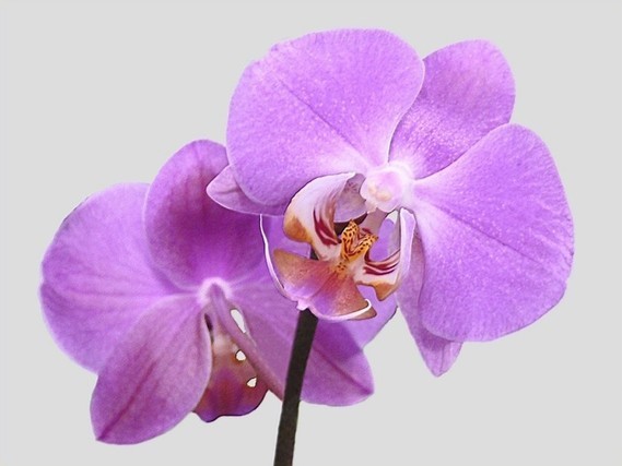 orchidee04 (14)