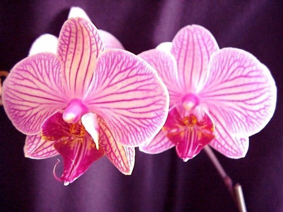 orchidee04 (17)