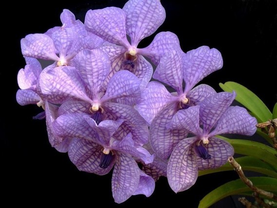 orchidee04 (12)