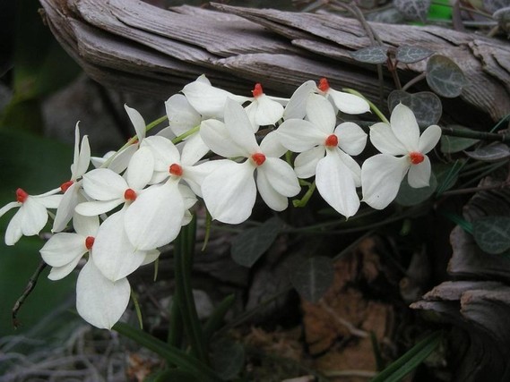 orchidee04 (22)