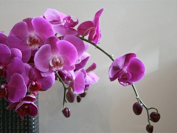 orchidee04 (23)
