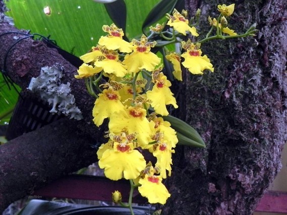 orchidee04 (21)