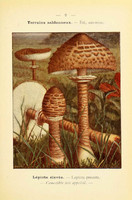 champignons (16)