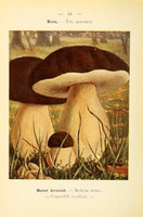 champignons (12)
