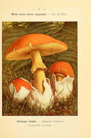champignons (11)