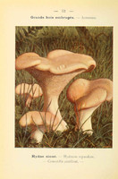 champignons (15)