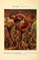 champignons (14)