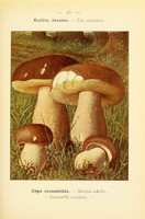 champignons (13)