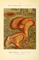 champignons (18)