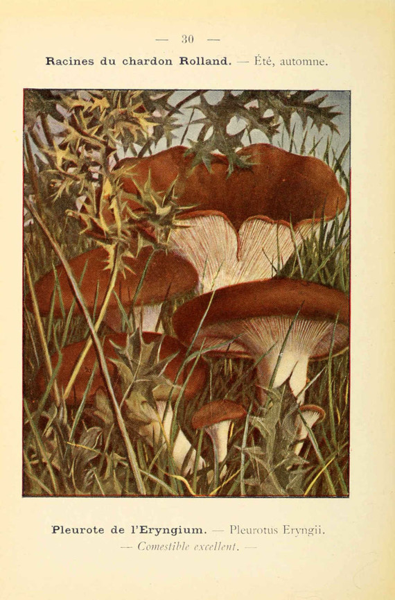 champignons (19)