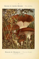 champignons (19)