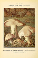 champignons (20)