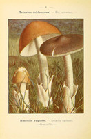 champignons (26)