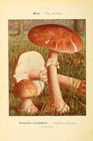 champignons (24)