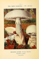champignons (23)