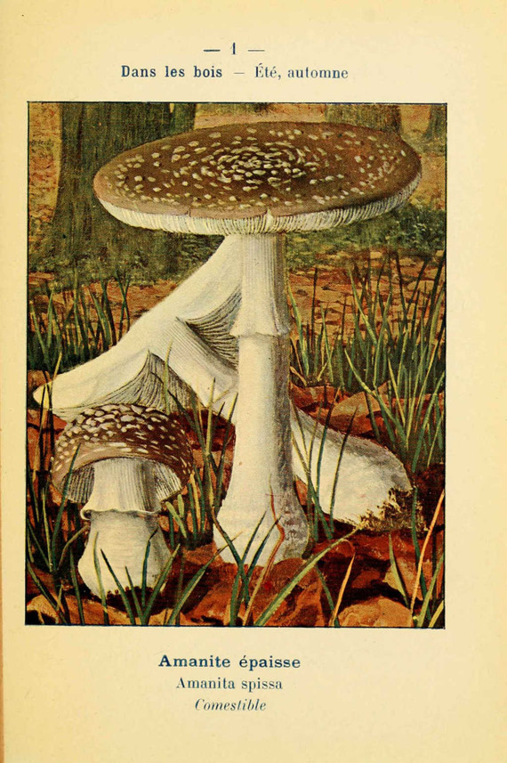 champignons (25)
