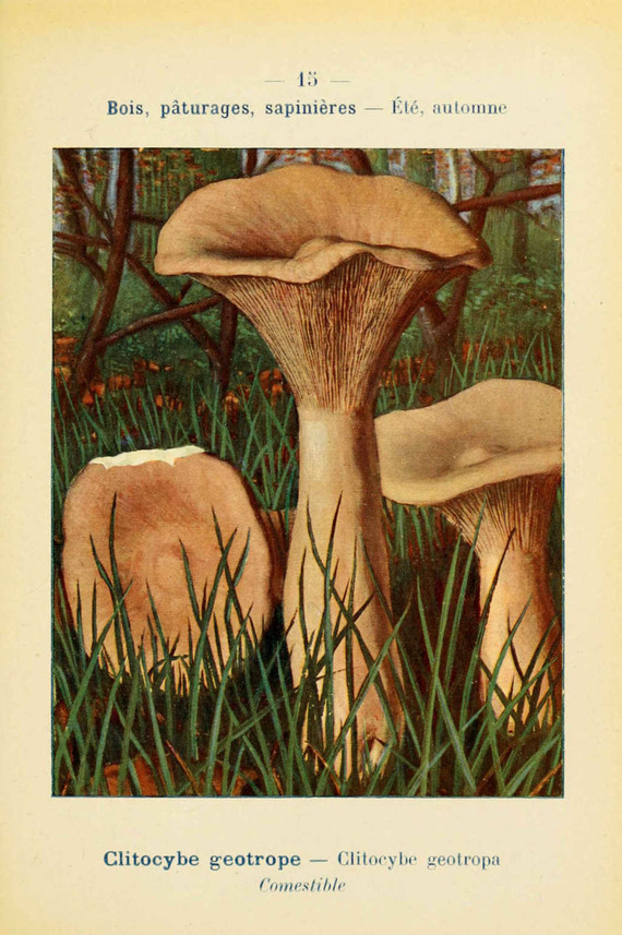 champignons (30)