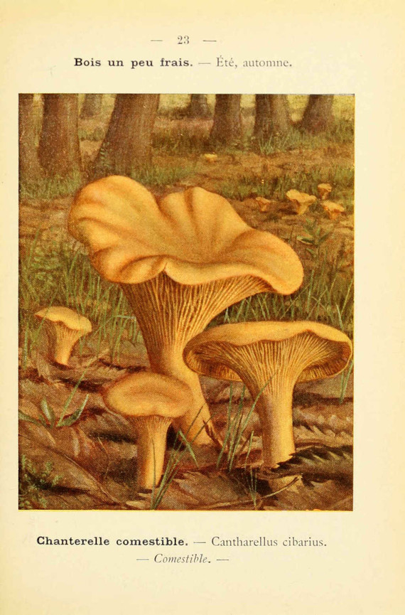 champignons (28)