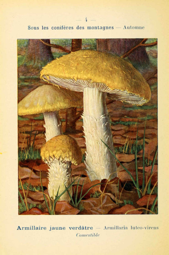 champignons (37)