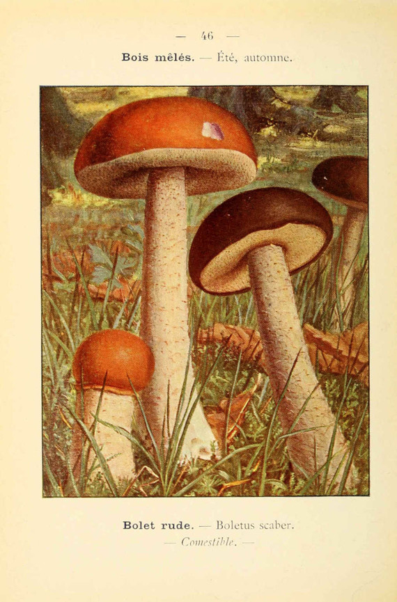 champignons (42)