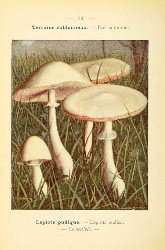 champignons (43)