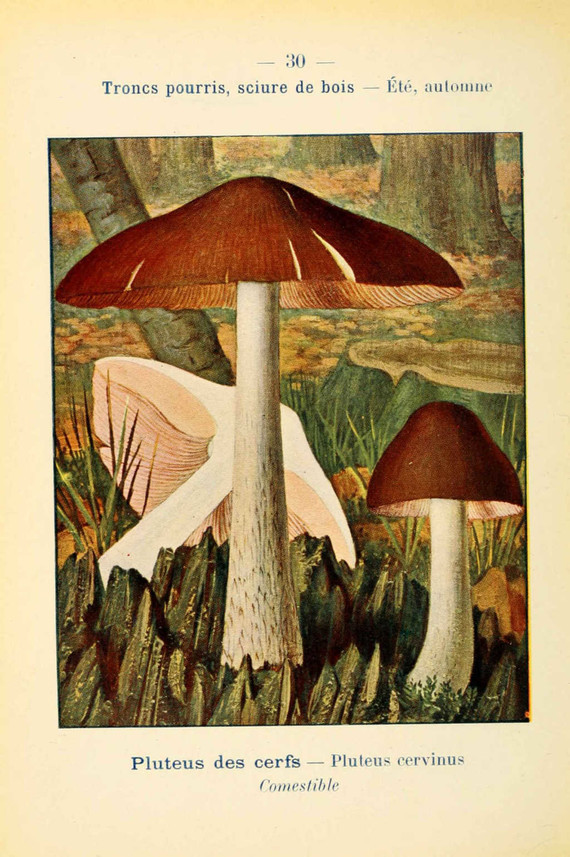 champignons (49)