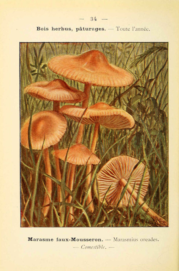 champignons (45)